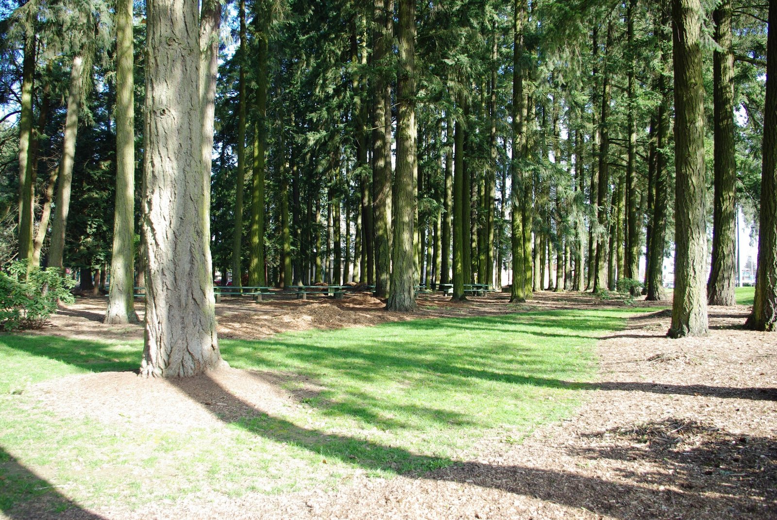 Picnic area under mature trees at Shute Park, Hillsboro